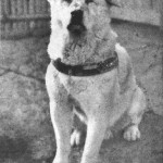 Hachiko- tarina japanilaisesta koirasta