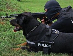 Rottweiler-working_dog-police