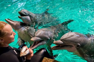 Delfinaario Särkänniemi kaikki delfiinit ohjaaja kalat AE