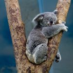 Koala esittely