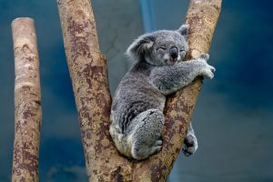 koalab.jpg