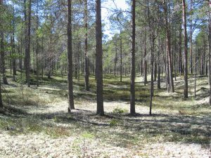 Hailuoto_Forest_Finland
