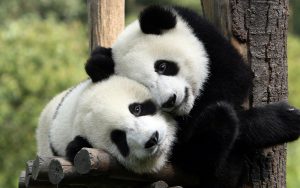 6990634-panda-hug
