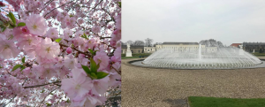 Kartanomuseon suihkulähde. Kirsikankukkapuut ovat jo kauniita Saksassa.